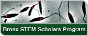 Bronx STEM Scholars Program