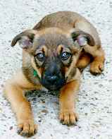 Hi There, I'd bark you a greeting if I could!