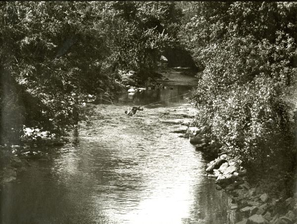 Image of a child swinging on a rope over the Bronx  River.
