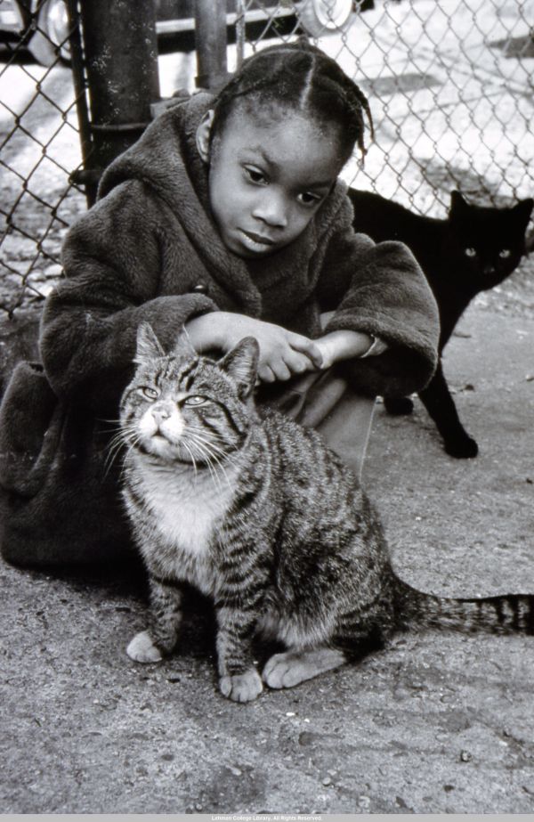 Image of a young girl playing with two stray cats.
