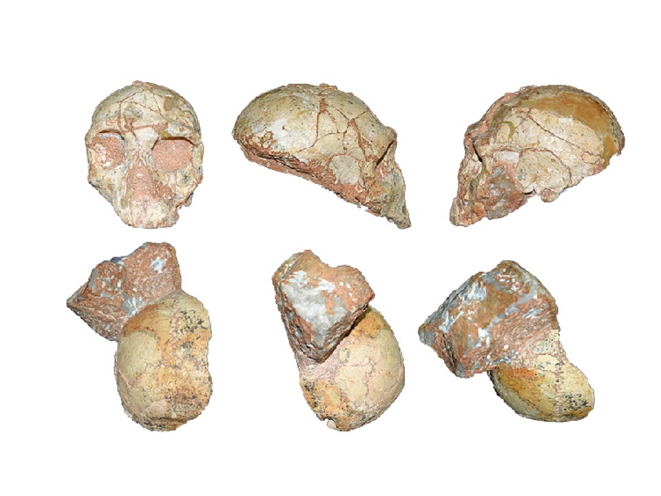 Photo of two fossilized hominin partial skulls