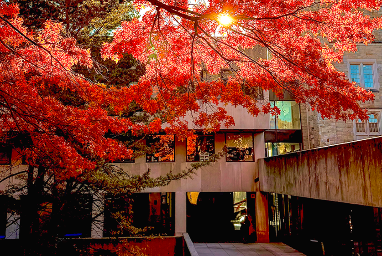Fall Image