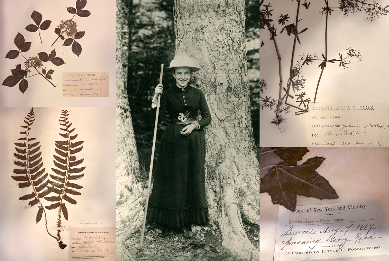 Elizabeth Knight Britton in the field, and some of the specimens discovered at Lehman College