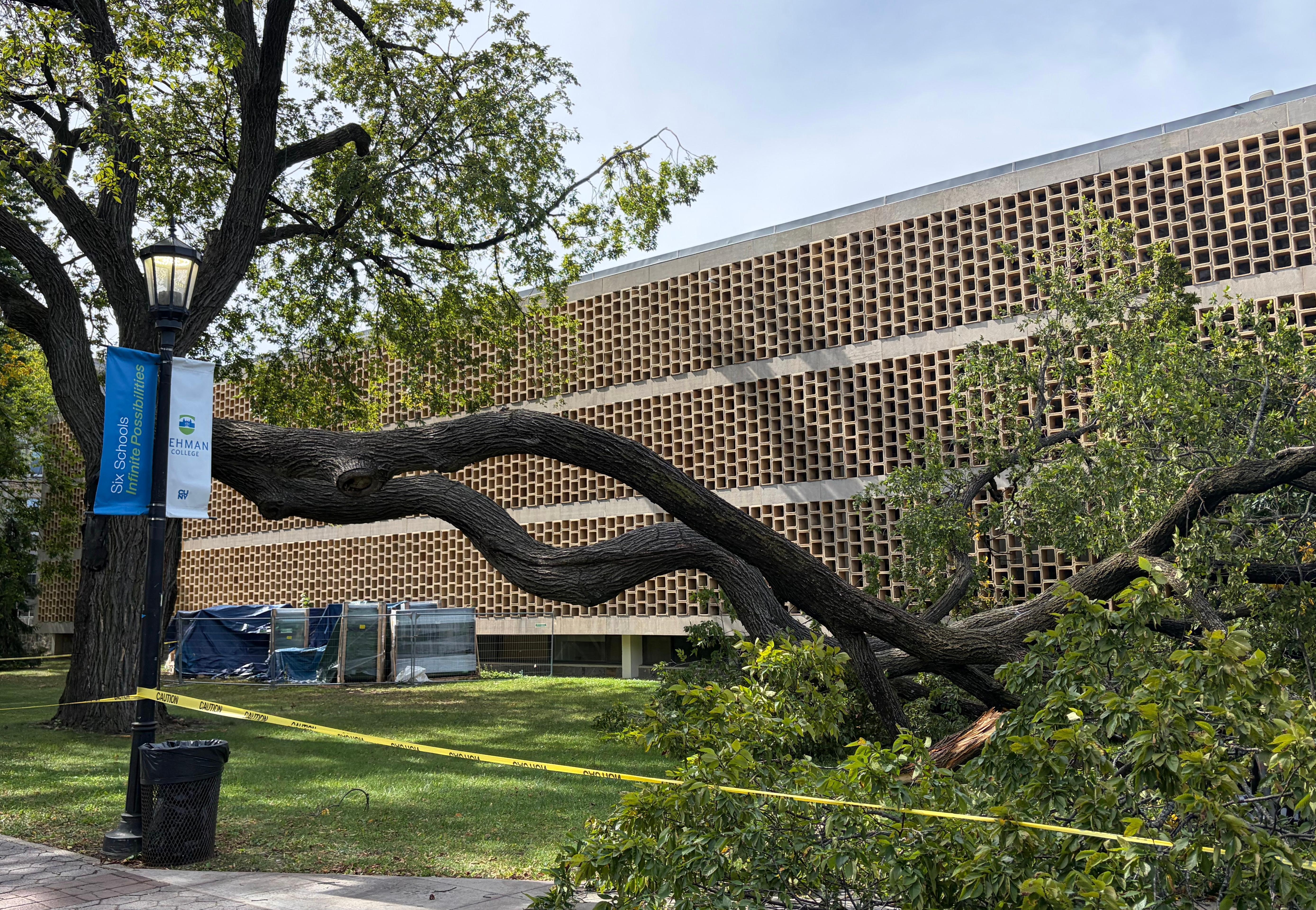 The fallen elm outside Shuster Hall