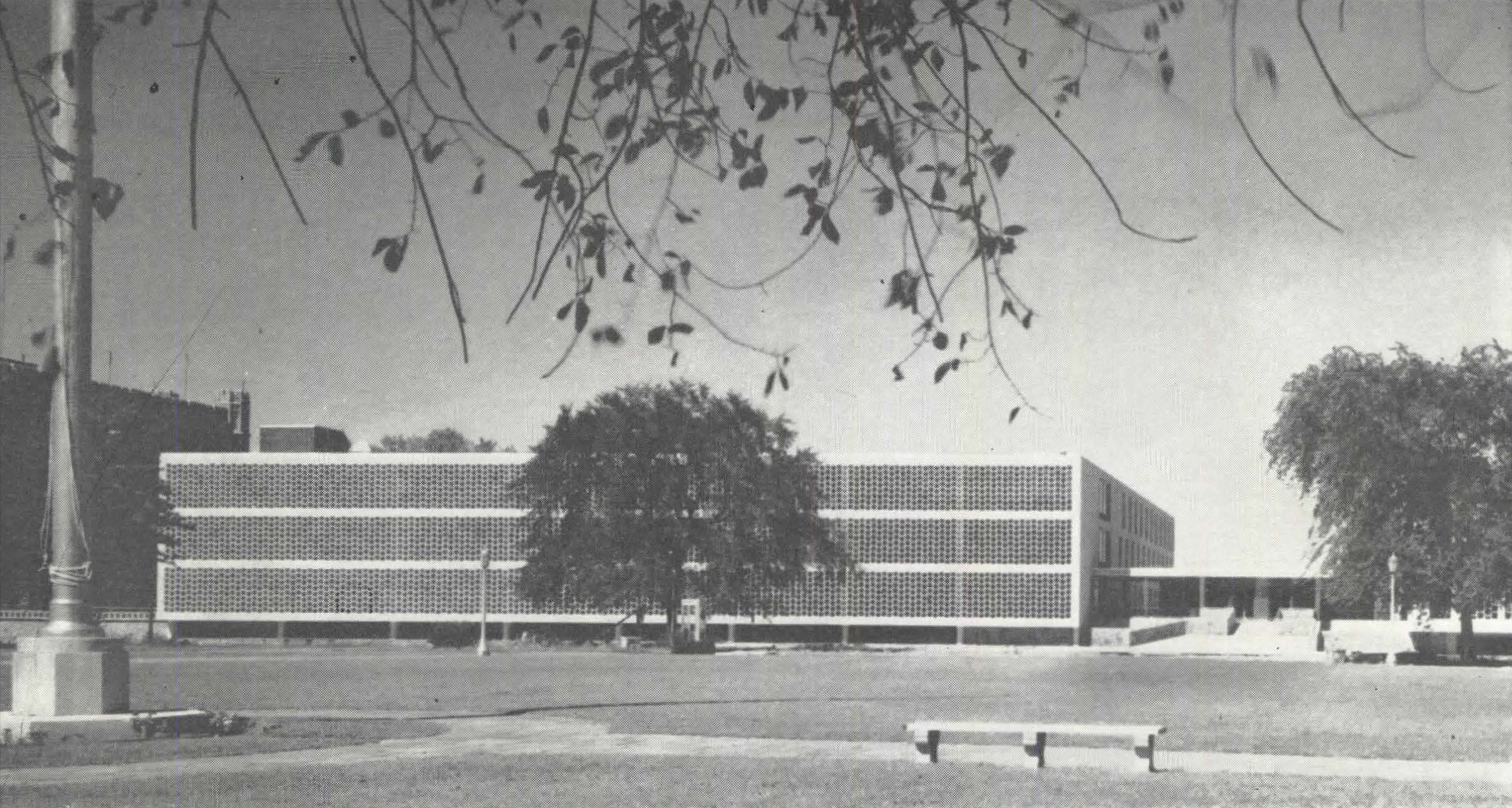 Elm Tree circa 1960