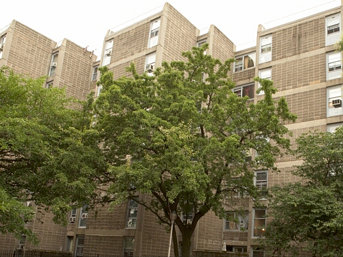 Lewis Davidson Houses